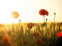 Blooming fantastic Poppy Appeal total