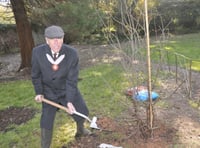 Watch as living legacy of Queen is planted in Teignmouth