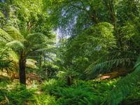 Canonteign’s plant life nationally recognised 