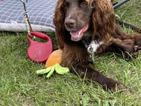 Help pay for school Therapy Dog Arthur’s training by supporting special sale