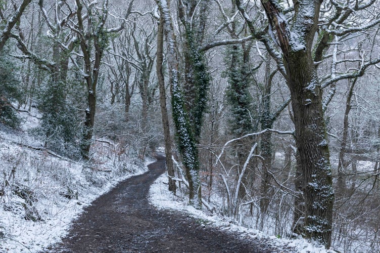 Fingle Woods