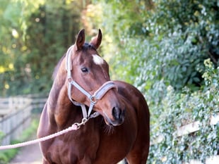 The Mare and Foal Sanctuary appeal for help to tackle welfare crisis