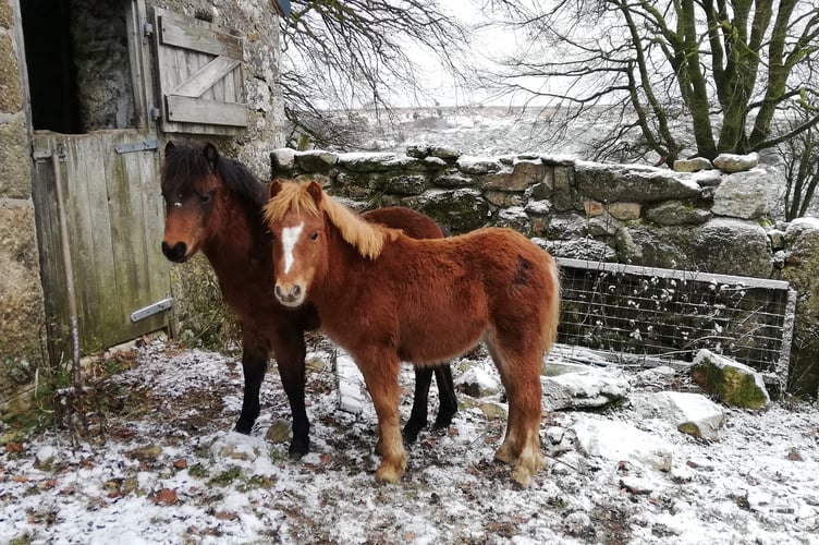 The herd includes youngsters, Sherberton Samson and Sherberton Steele