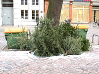 Newton YFC will pick up your tree