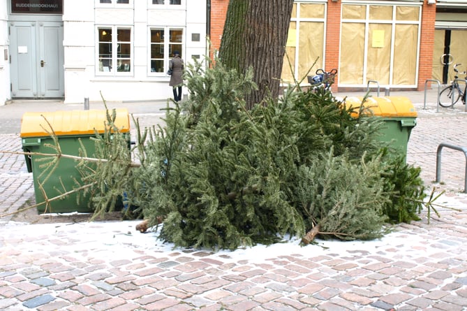 Trees can be picked up throughout the 7th January 