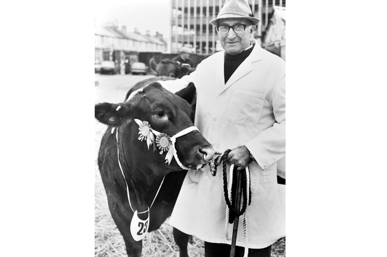 Newton Abbot Christmas Show from December 1990. Herbert Vallance (pictured above) with show champion Barbara, a pure South Devon. Meanwhile his nine year old grandson David Vallance of Lower Whiddon Farm, Ashburton, was showing
Limousin/South Devon Cross called Peter