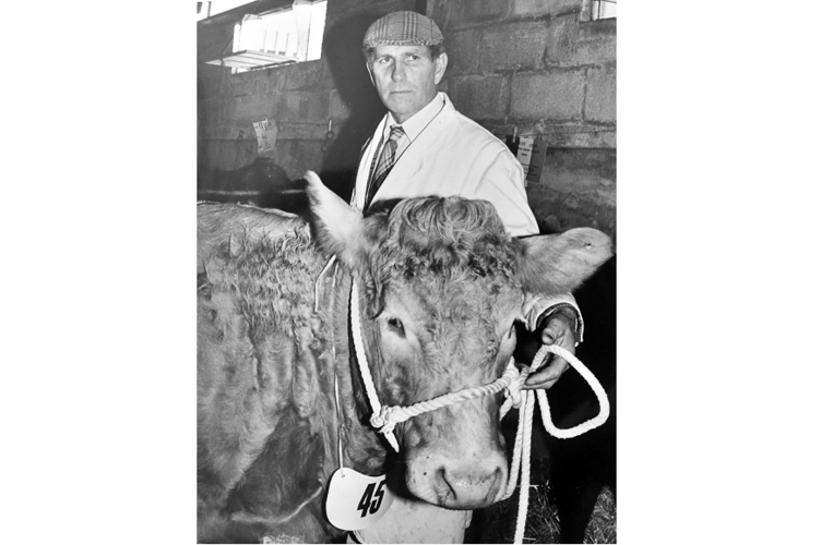 Newton Abbot Christmas Show from December 1984. Show champion Blonde d’Aquitaine cross Charolais heifer owned by Herbert Rew of Stokeham Barton