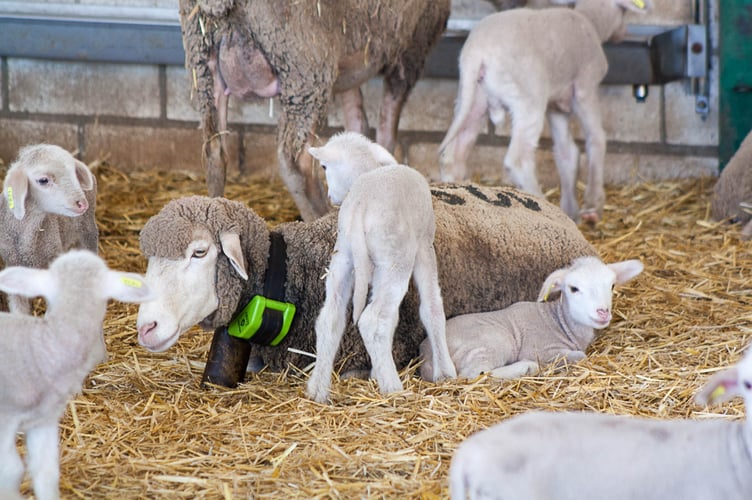 Collars have been designed to see how sheep move across the moor and how conservation efforts may change their behaviour. Photo: Tracy May