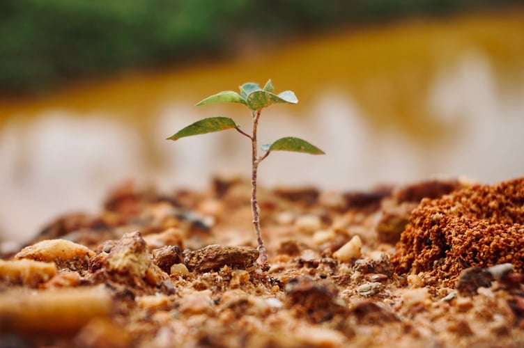 tree planting