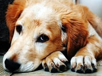 Beware of lost-dog Facebook scams