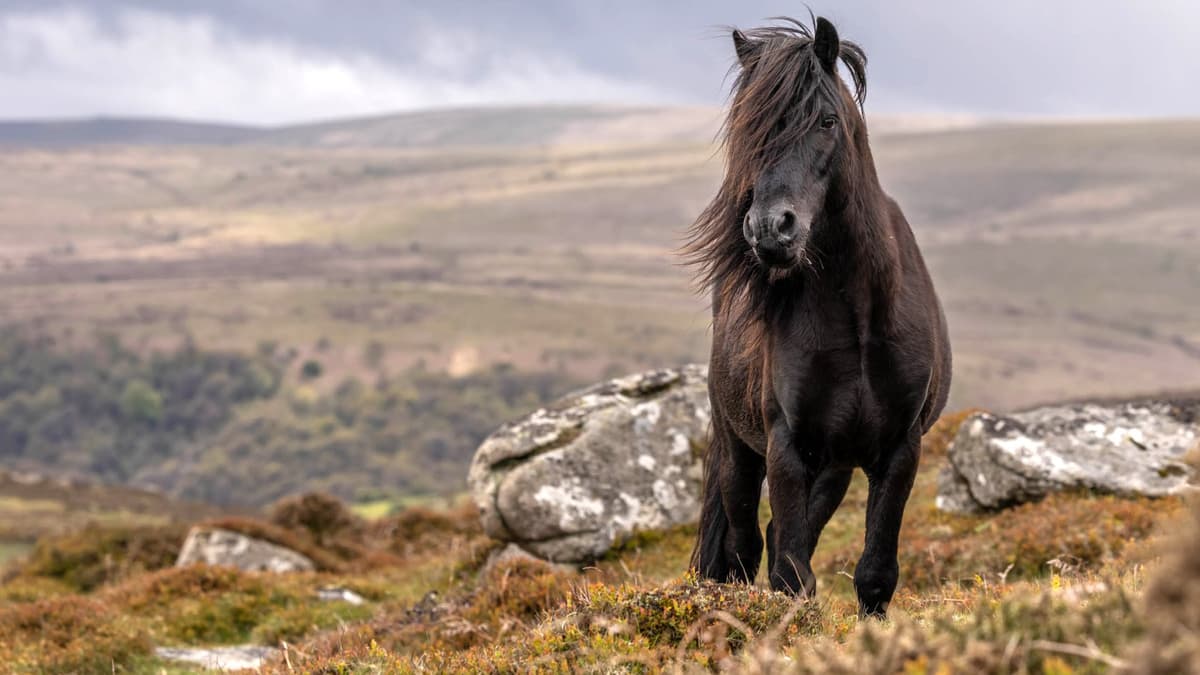 Charity steps in with incentives to support native Dartmoor pony