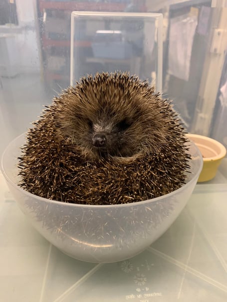ELM Wildlife