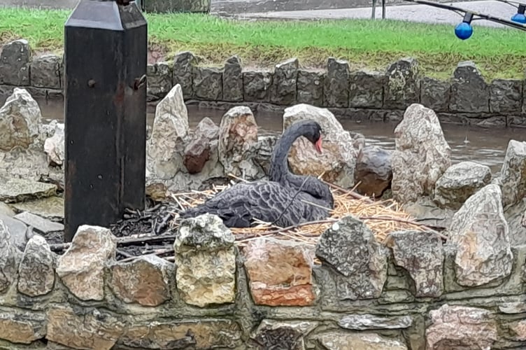 Black swan nesting in Dawlish 