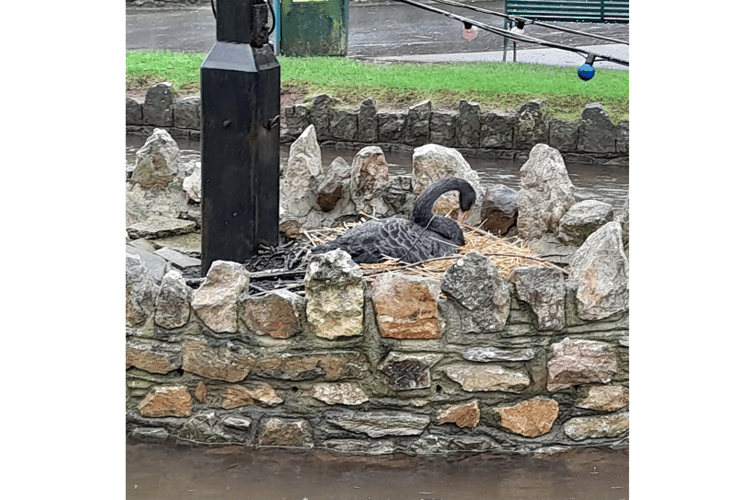 Dawlish black swan