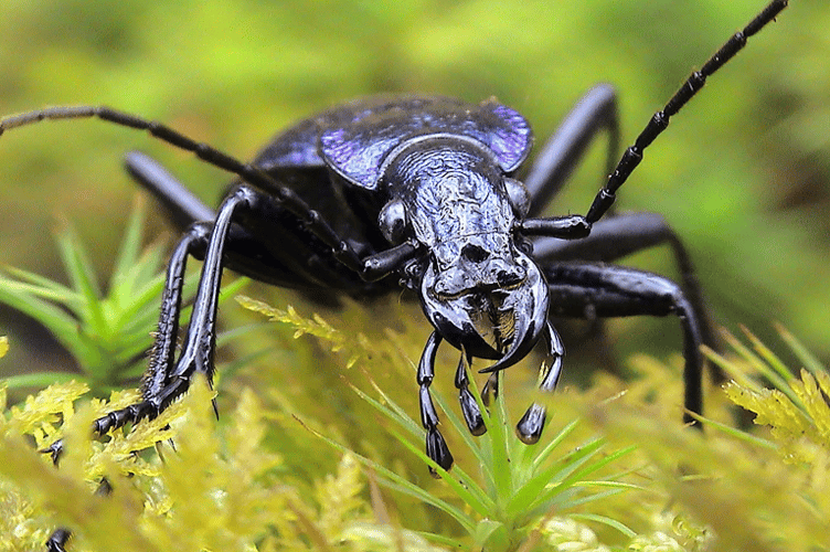 The Blue Ground Beetle (Carabus intricatus).