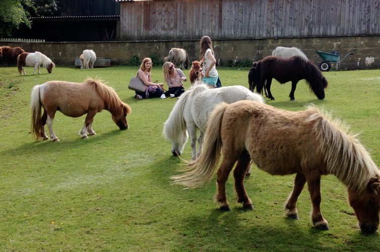 The Miniature Pony Centre