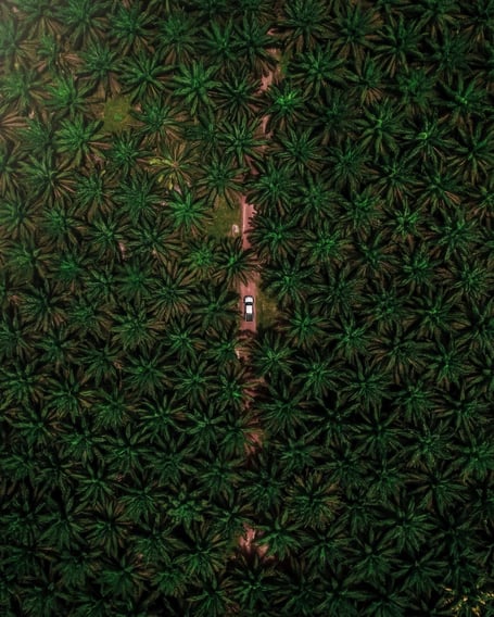 palm oil trees