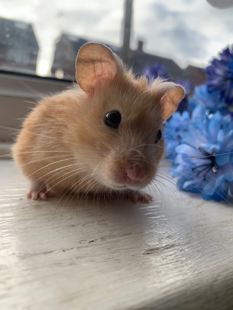 Hamsters go on show