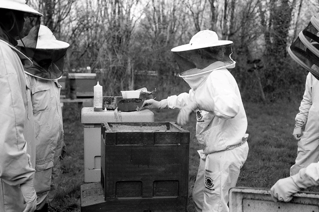 How would you like to get busy with the bees?