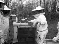 How would you like to get busy with the bees?