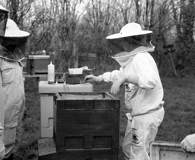 How would you like to get busy with the bees?