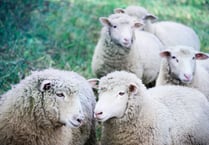 Distracted owners and out-of-control pets put Devon’s sheep at risk