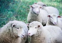 Distracted owners and out-of-control pets put Devon’s sheep at risk