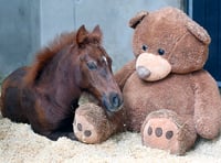 See the Mare and Foal Sanctuary's new livestreams 
