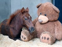 See the Mare and Foal Sanctuary's new livestreams 