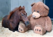 See the Mare and Foal Sanctuary's new livestreams 
