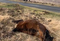 Drivers urged to be careful after Dartmoor pony deaths hit new records