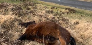 Drivers urged to be careful after Dartmoor pony deaths hit new records
