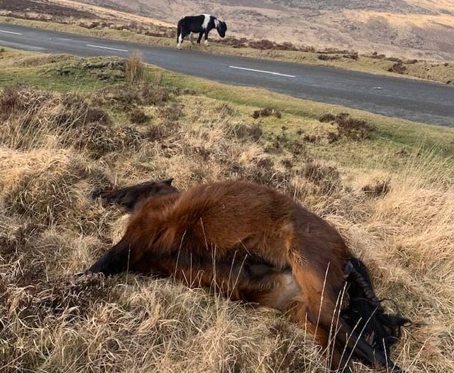 Drivers urged to be careful after Dartmoor pony deaths hit new records