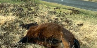 Pony road deaths highest in years