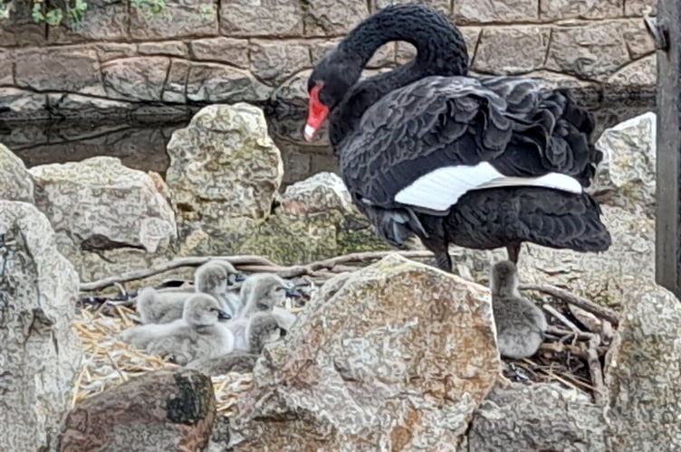 Black swan cygnets can now be seen in Dawlish 