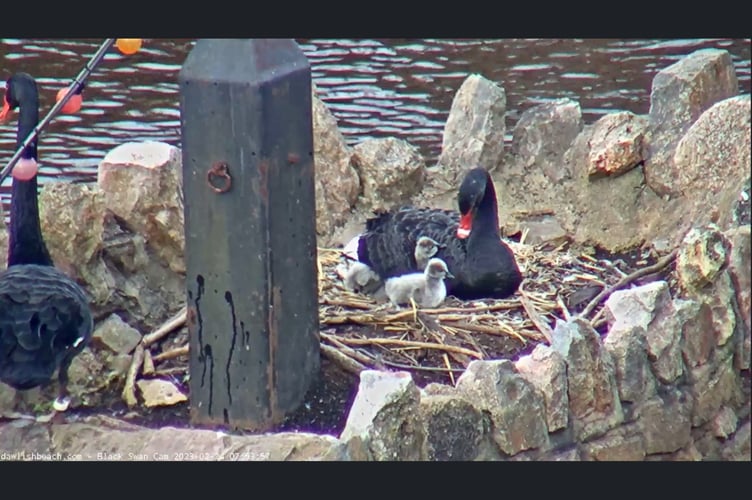 New black swan cygnets 