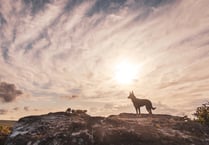 Keep dogs on leads stress park authority as nesting season begins