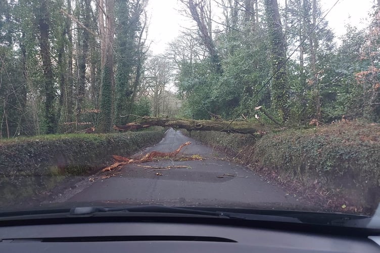 Winds brought down tree near Dawlish 