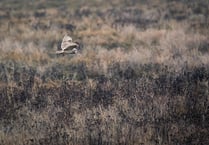 £500 grants for wildlife projects