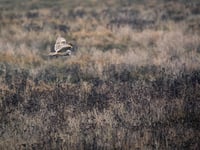 £500 grants for wildlife projects