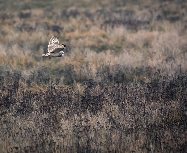 £500 grants for wildlife projects