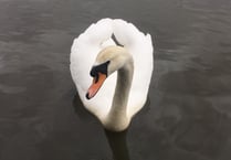 Signs of spring spotted at country park