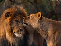 A new pride for Paignton Zoo 