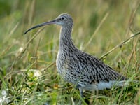 Duchy of Cornwall launches new project to save endangered birds