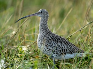 Duchy of Cornwall launches new project to save endangered birds