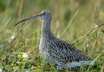 Duchy of Cornwall launches new project to save endangered birds