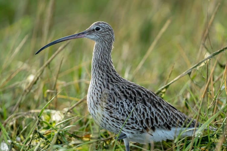 Curlew
