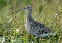 Duchy of Cornwall launches new project to save endangered birds