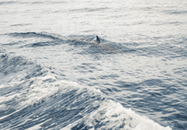 Dolphin dies of bird flu in Devon 