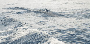 Dolphin dies of bird flu in Devon 